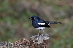 Copsychus albospecularis