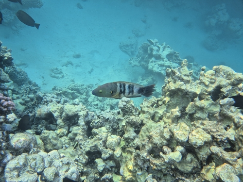 Broomtail wrasse (Cheilinus lunulatus) — Labridae