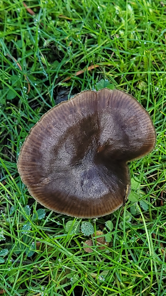 Nolanea edulis concentrica