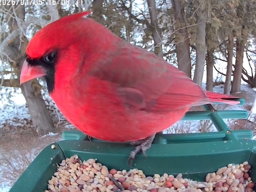 Northern Cardinal photographed in New Hampshire