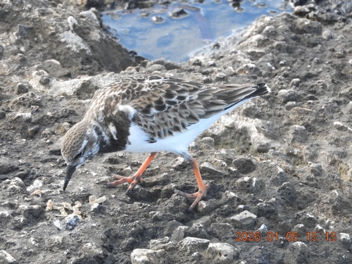 Ruddy Turnstone (Arenaria interpres), photo 6