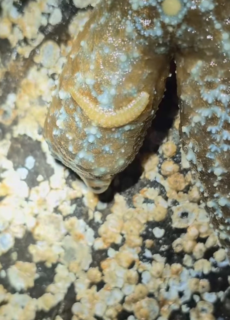 Arctonoe fragilis (Baird, 1863)