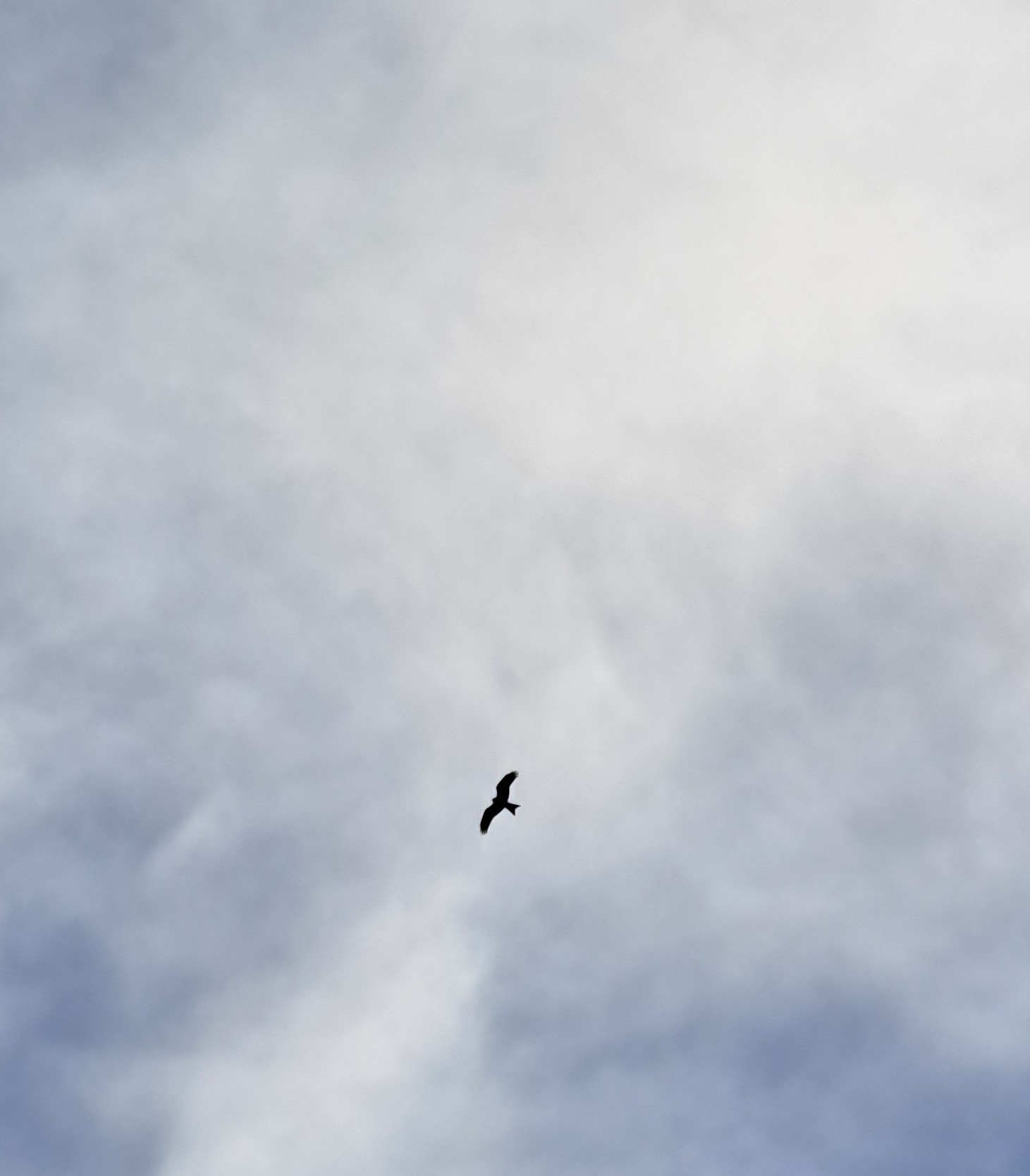 Red Kite (Milvus milvus), photo 3