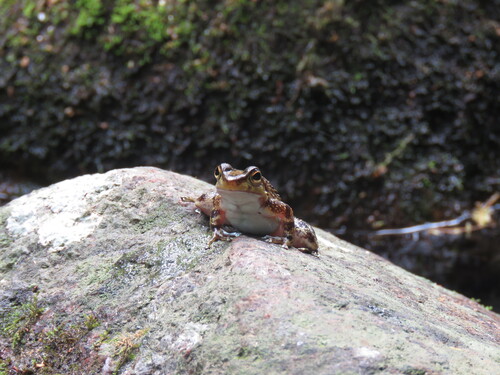 Warty Tree Toad, Hylodes asper