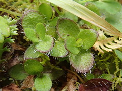 Leptostigma setulosum