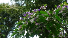 Solanum grandiflorum