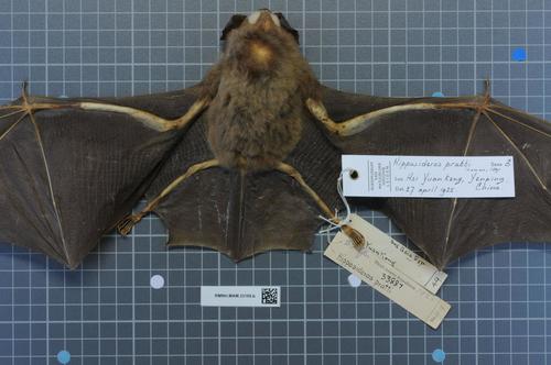 Pratt's Leaf-nosed Bat