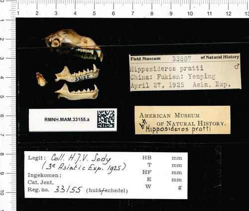 Pratt's Leaf-nosed Bat