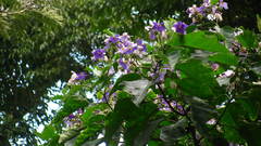 Solanum grandiflorum
