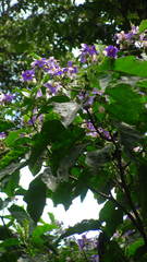 Solanum grandiflorum