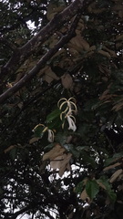 Pterospermum diversifolium