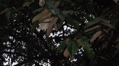 Pterospermum diversifolium