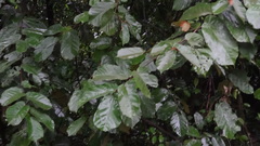 Pterospermum diversifolium