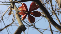 Sterculia guttata