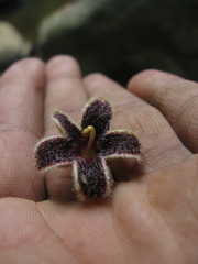 Sterculia guttata