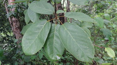 Sterculia guttata