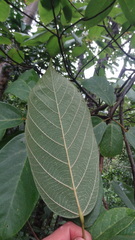 Sterculia guttata