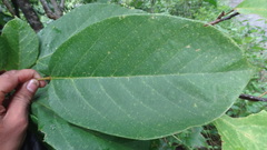 Sterculia guttata