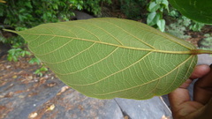 Sterculia guttata