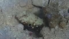 Blackspot Shrimpgoby photo 4