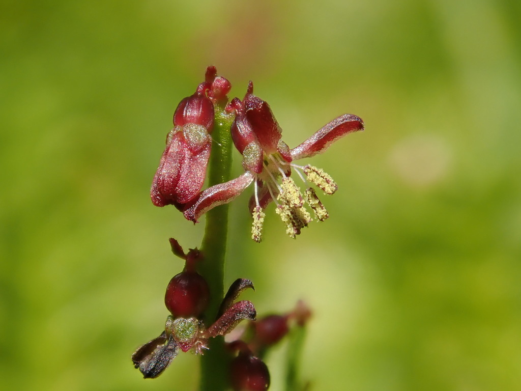 creeping raspwort (Logan RE 12.2.12 Flora) · iNaturalist