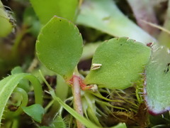 Gonocarpus micranthus micranthus
