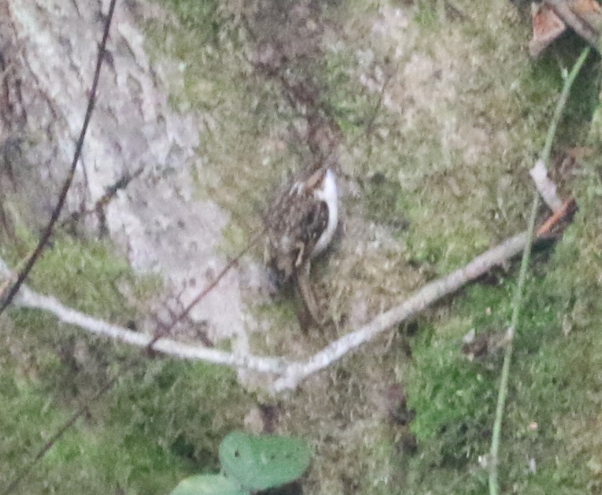 Eurasian Treecreeper (Certhia familiaris), photo 3
