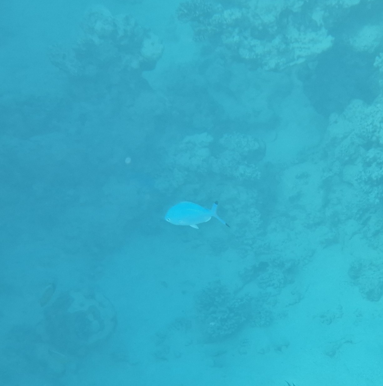 Schooling fusiliers