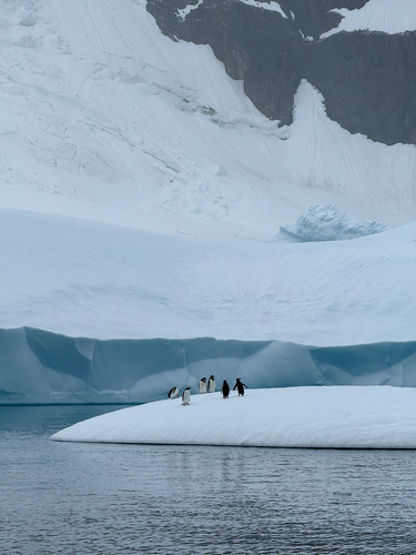 Gentoo Penguin (Pygoscelis papua), photo 8