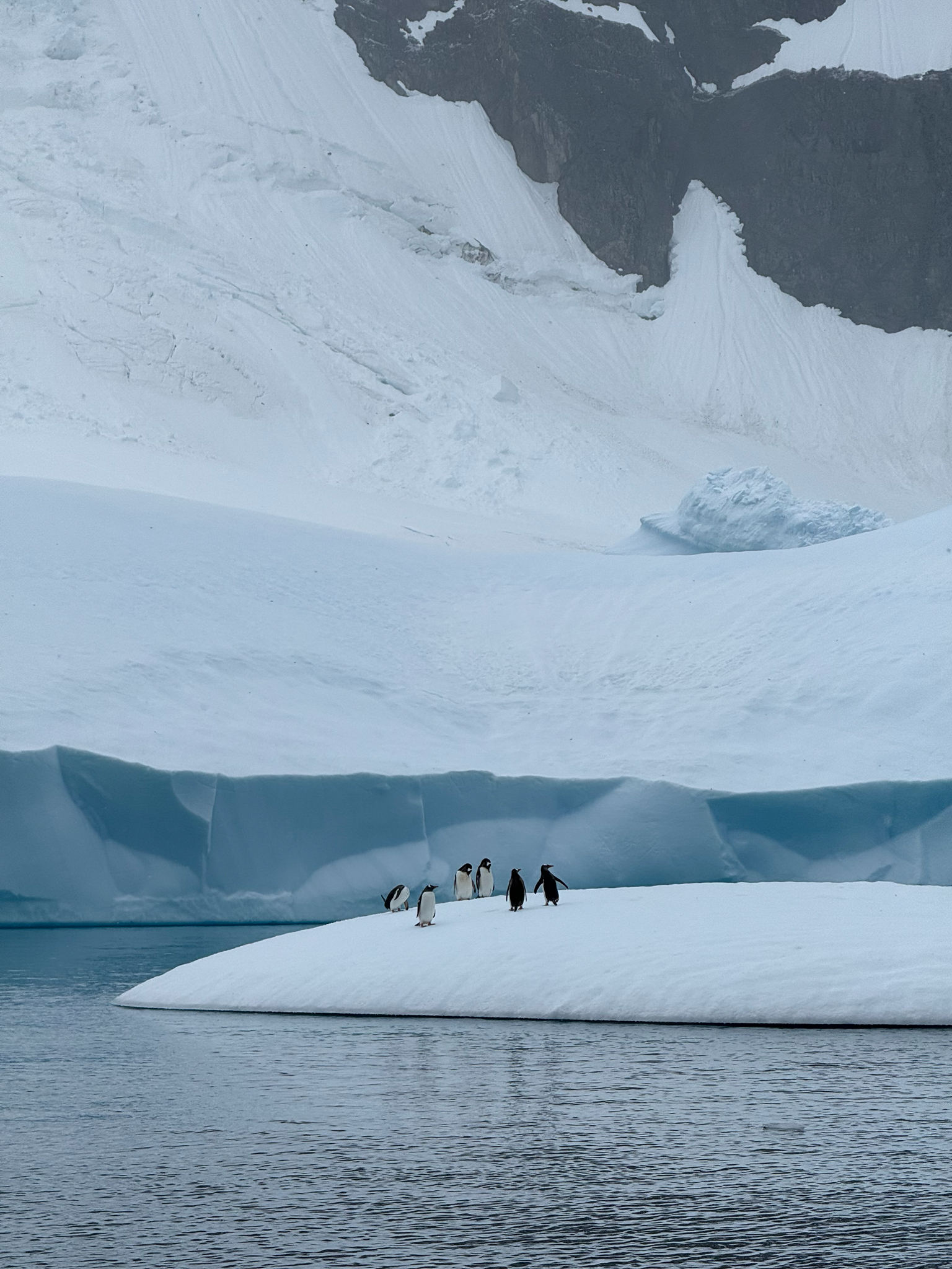 Gentoo Penguin (Pygoscelis papua), photo 8