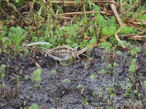 Agachadiza chica (Lymnocryptes minimus)