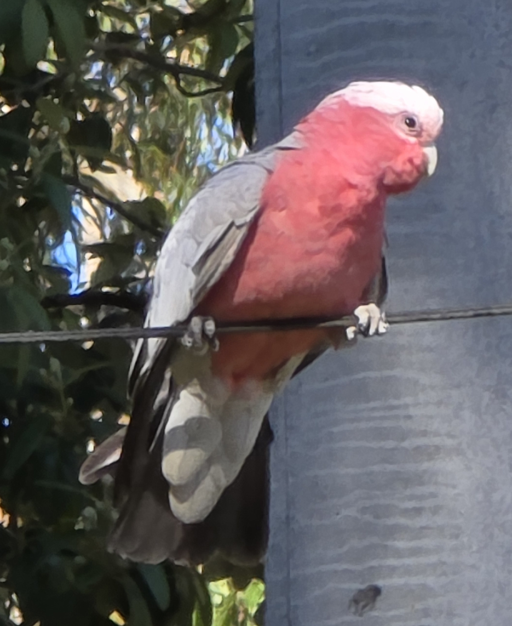Galah (Eolophus roseicapilla), photo 5