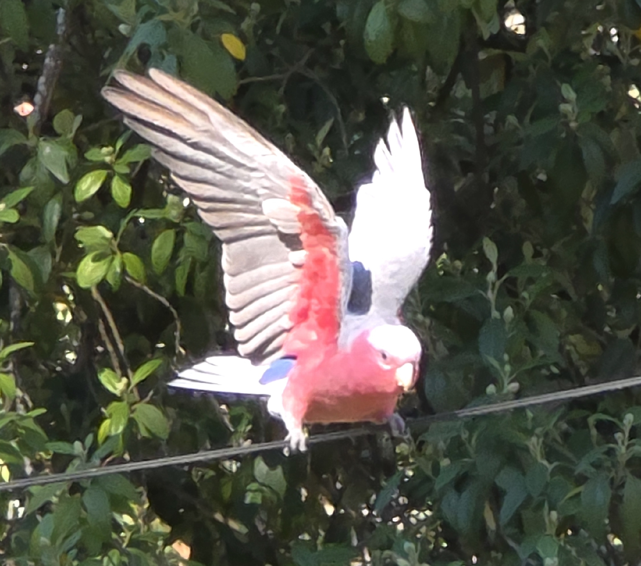 Galah (Eolophus roseicapilla), photo 6