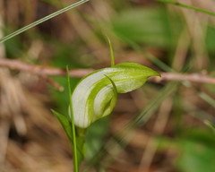 Pterostylis monticola