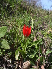 (c) Antoine Thivolle, some rights reserved (CC BY) Tulipa agenensis, photograph (c) Antoine Thivolle, some rights reserved (CC BY)