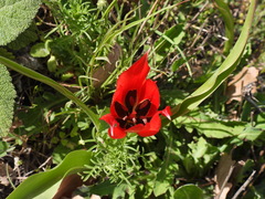 (c) Antoine Thivolle, some rights reserved (CC BY) Tulipa agenensis, photograph (c) Antoine Thivolle, some rights reserved (CC BY)