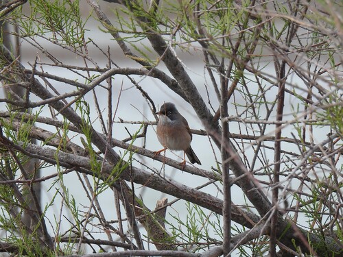 Curruca tomillera (Curruca conspicillata)