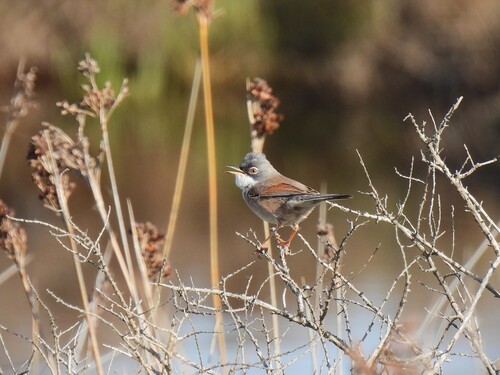 Curruca tomillera (Curruca conspicillata)