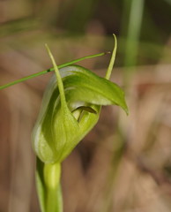 Pterostylis monticola