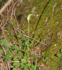Pterostylis monticola