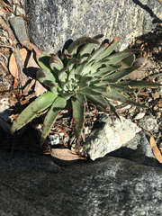 Dudleya saxosa