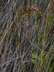 Prasophyllum hectorii