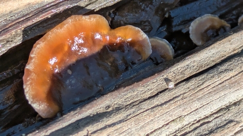 iNaturalist observation photo of Shelf Fungi