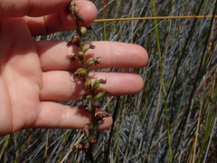 Prasophyllum hectorii