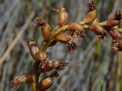 Prasophyllum hectorii