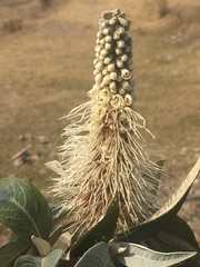 Leucosceptrum canum