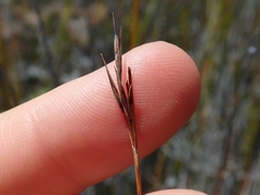 Schoenus carsei