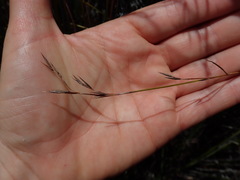 Schoenus carsei