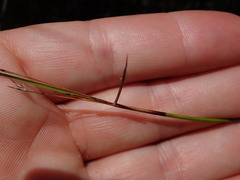 Schoenus carsei