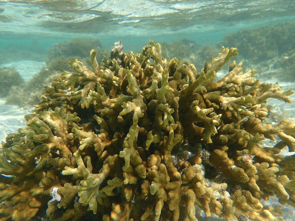 pore coral